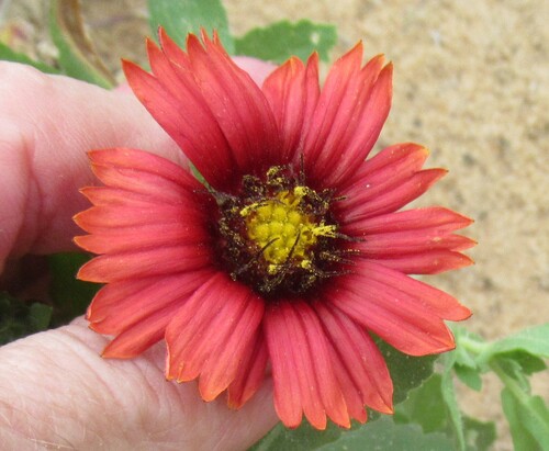 Image of Gaillardia amblyodon by (c) Linda Jo Conn, some rights reserved (CC BY)