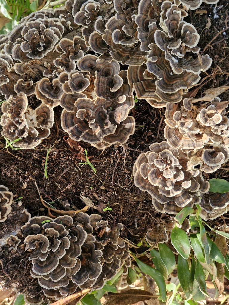 Trametes versicolor · May 2025 · photo: © elise (iNaturalist, cc-by)