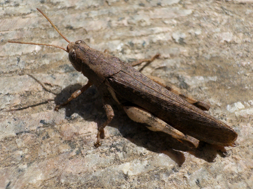 Xenocatantops brachycerus