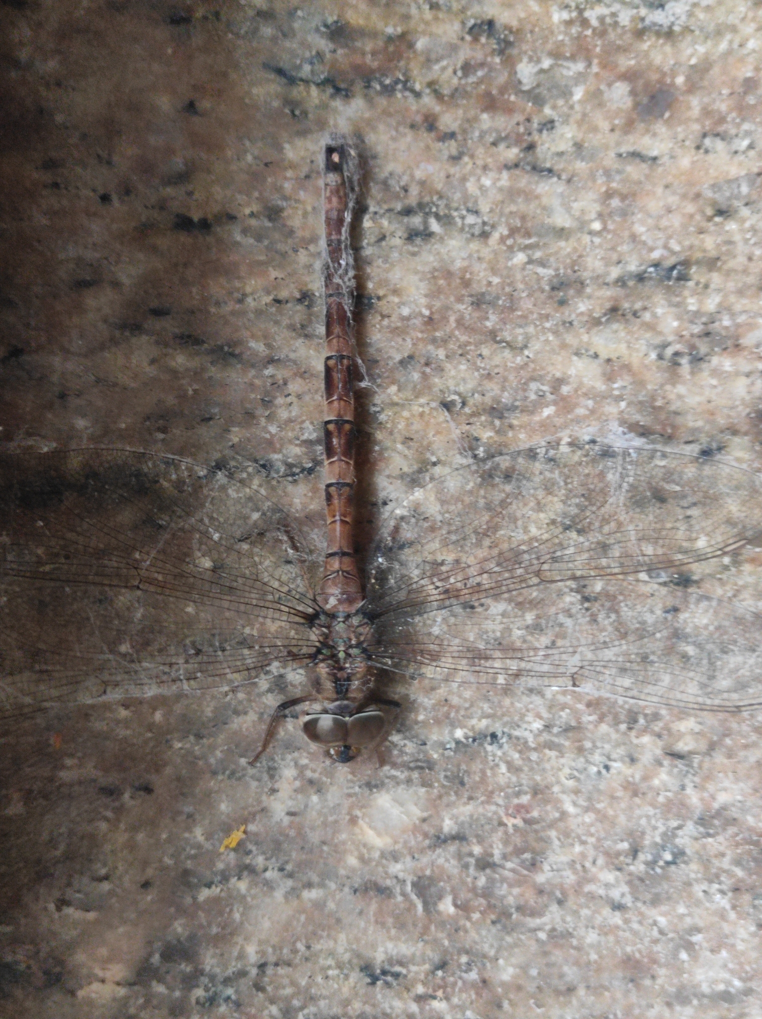 Brown Duskhawker