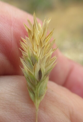 Image of Phalaris caroliniana by (c) Linda Jo Conn, some rights reserved (CC BY)