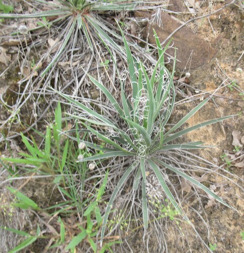 Image of Yucca arkansana by (c) Linda Jo Conn, some rights reserved (CC BY)