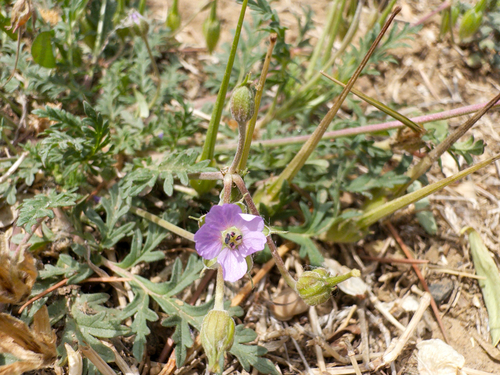 Stephan's Stork's-bill