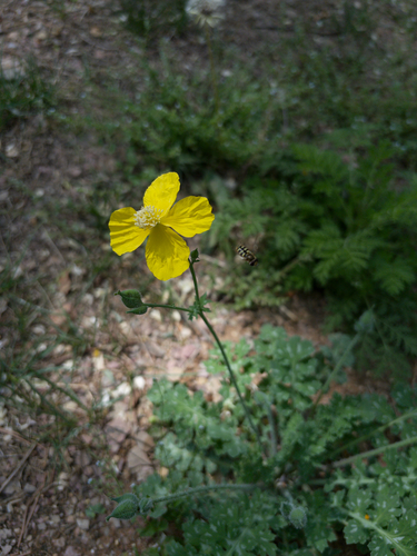 Dicranostigma leptopodum