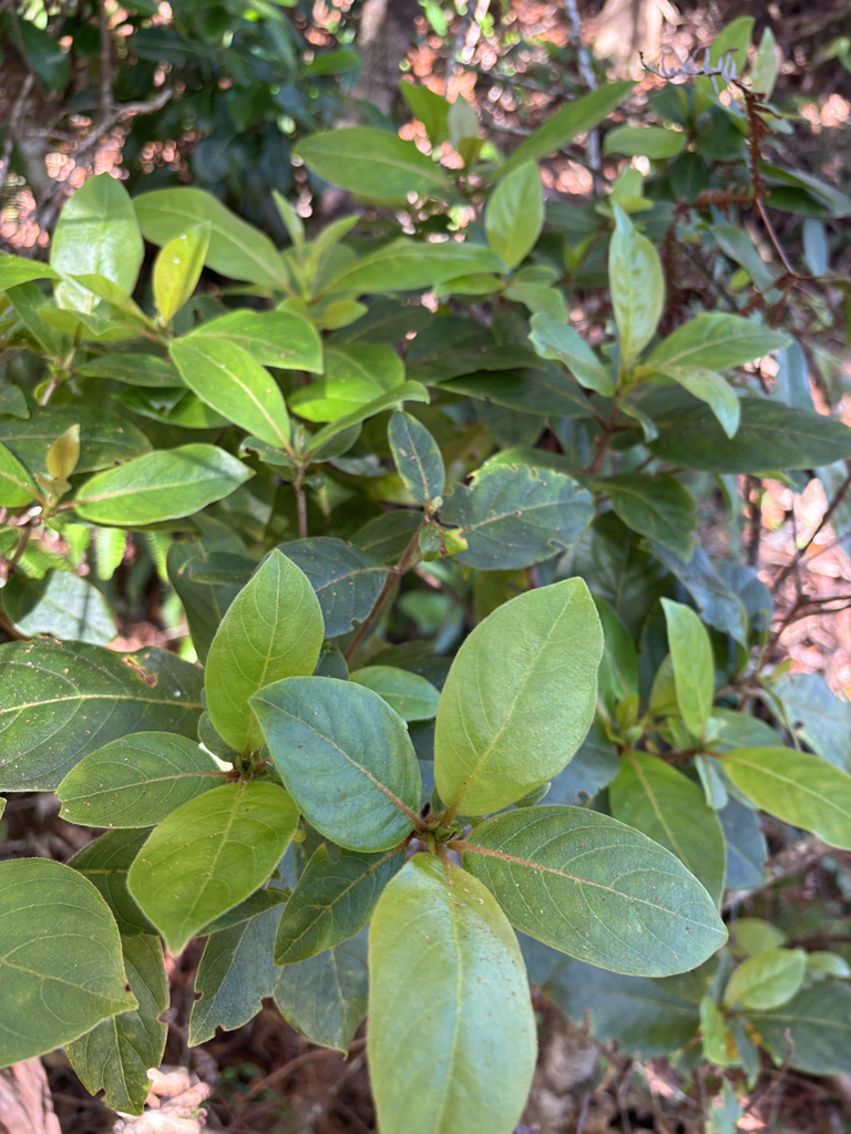 Bobea brevipes