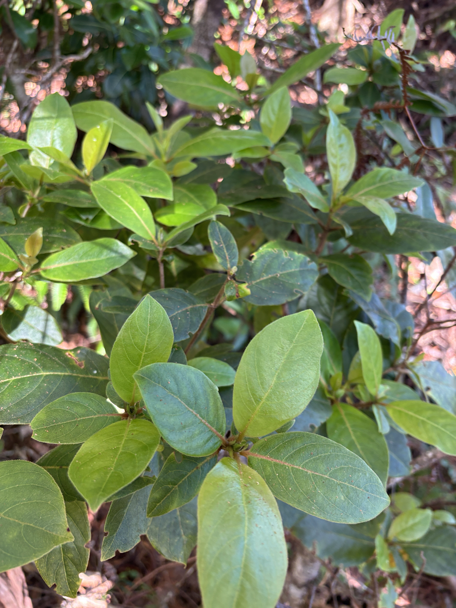 Bobea brevipes