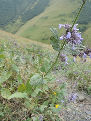 Nepeta grandiflora