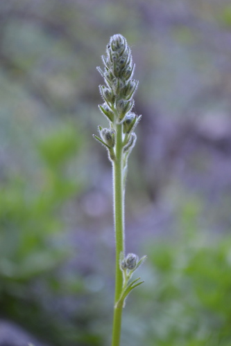 Image of Delphinium multiplex by no rights reserved