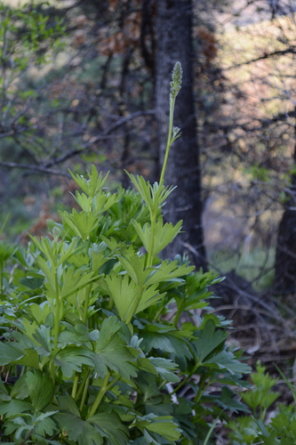 Image of Delphinium multiplex by no rights reserved