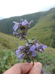 Nepeta grandiflora