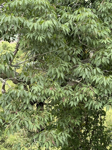 Fraxinus insularis iNat (2)