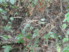 Elymus glaucus glaucus