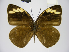 Hewitsonia intermedia