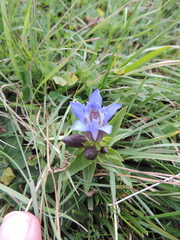 Gentiana septemfida