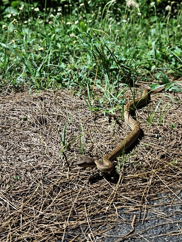 Trimeresurus labialis