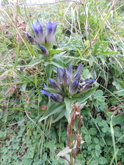 Gentiana septemfida
