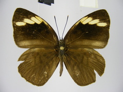 Hewitsonia intermedia