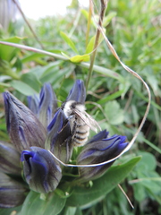 Gentiana septemfida