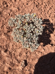 Psathyrotes pilifera