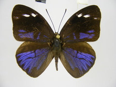 Hewitsonia intermedia