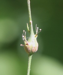 Neolasioptera desmodii