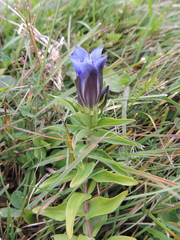 Gentiana septemfida