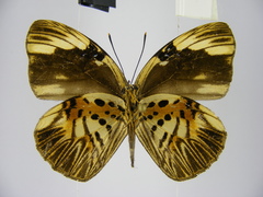 Hewitsonia intermedia