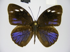 Hewitsonia intermedia