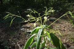 Impatiens parviflora