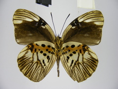 Hewitsonia intermedia