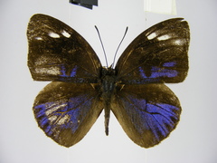 Hewitsonia intermedia