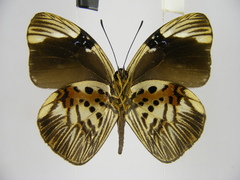 Hewitsonia intermedia