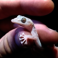 Phyllodactylus nocticolus