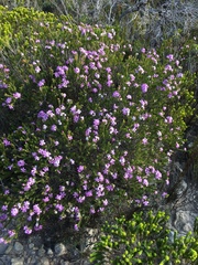 Acmadenia