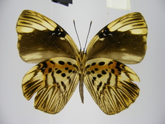 Hewitsonia intermedia