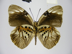 Hewitsonia intermedia