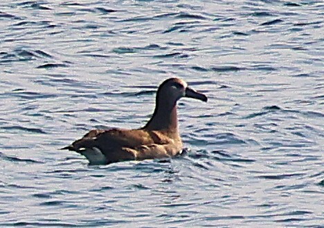 Black-footed Albatross