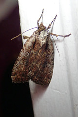 Eueretagrotis attentus