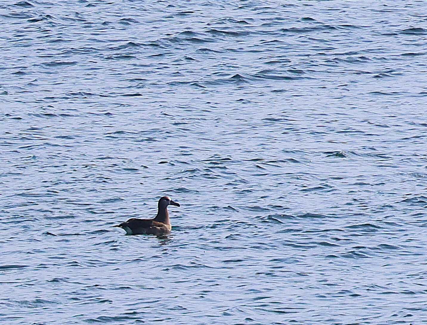 Black-footed Albatross