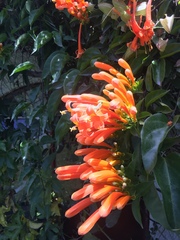 Pyrostegia