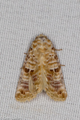Diastema tigris