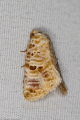 Diastema tigris