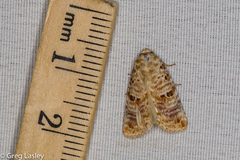 Diastema tigris
