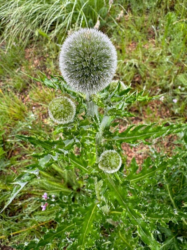 Image of Echinops davuricus by no rights reserved