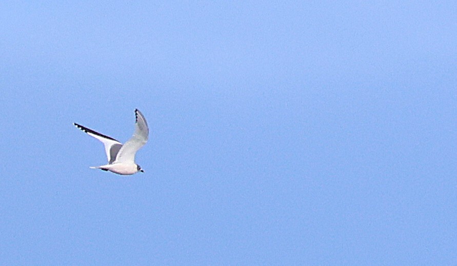 Sabine's Gull