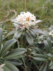 Daphne glomerata