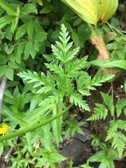 Ligusticum