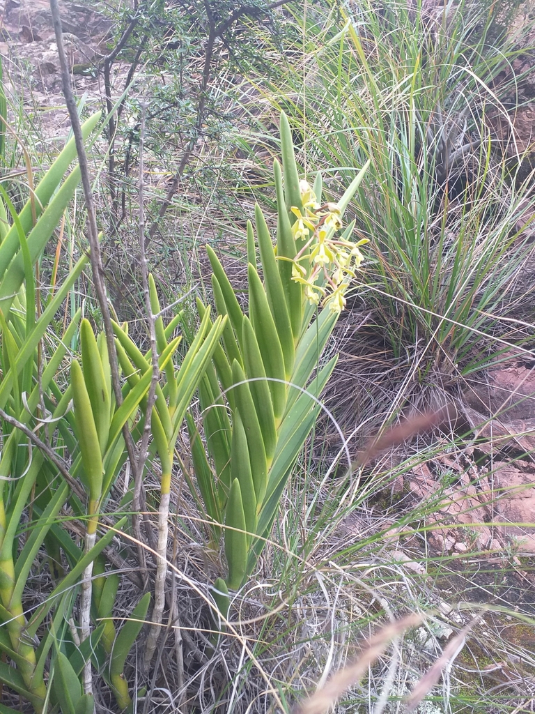 Epidendrum oreonastes Rchb.f.