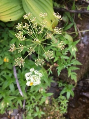 Ligusticum