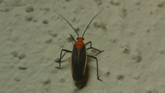 Prepopsoides schumanni